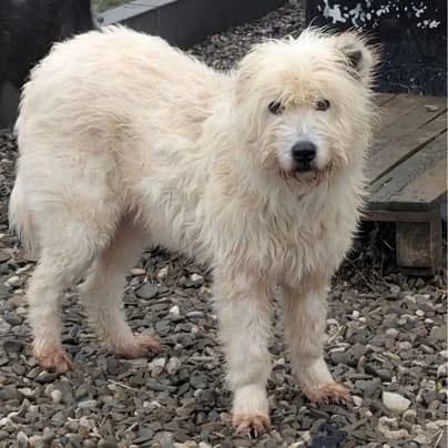 Malina, senior Mixed Breed for adoption at Pfotenhilfe Mogli, Bowil