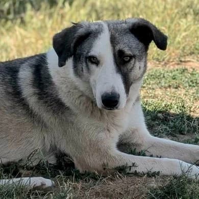Fee, 3yo Mixed Breed for adoption at Pfotenhilfe Mogli, Bowil