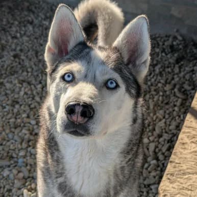 Toby, senior Mixed Breed for adoption at Pfotenhilfe Mogli, Bowil