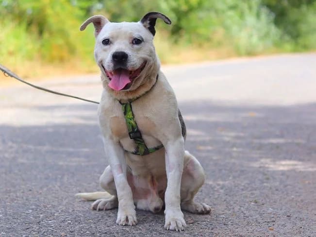 ADAM, male Mixed Breed for adoption at Pfotenretter Ungarn, Pfotenretter