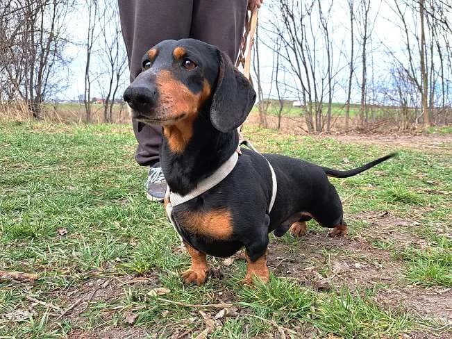 ALADIN, male mixed breed for adoption at Pfotenretter Ungarn, Pfotenretter