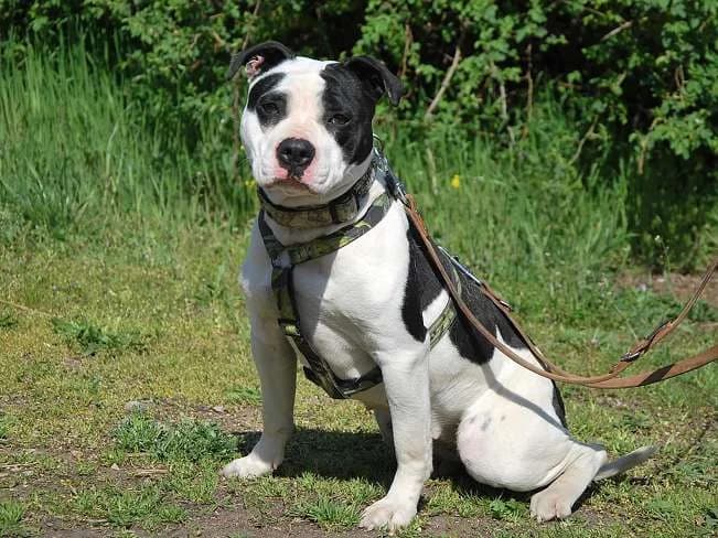 ANASTAZIA, weiß female young Mixed Breed for adoption at Pfotenretter Ungarn, Pfotenretter