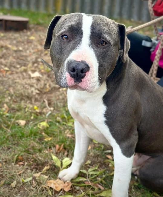 APOLLO, male Mixed Breed for adoption at Pfotenretter Ungarn, Pfotenretter