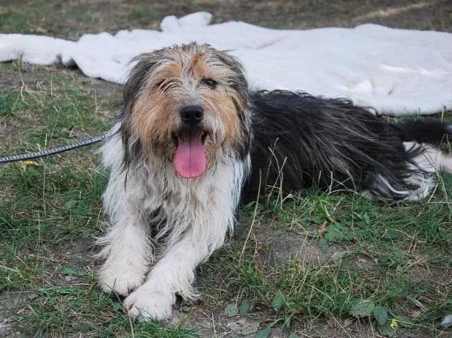 ARLO, male Mixed Breed for adoption at Pfotenretter Ungarn, Pfotenretter