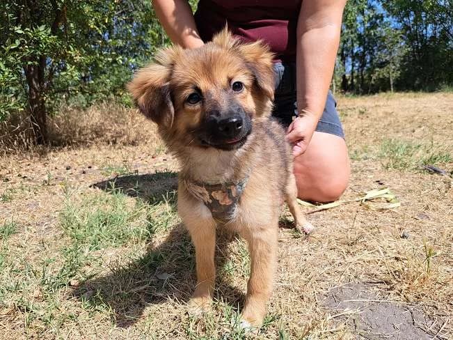 ASPEN, female puppy Mixed Breed for adoption at Pfotenretter Ungarn, Pfotenretter
