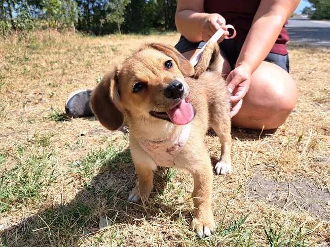 AZURA, female puppy Mixed Breed for adoption at Pfotenretter Ungarn, Pfotenretter