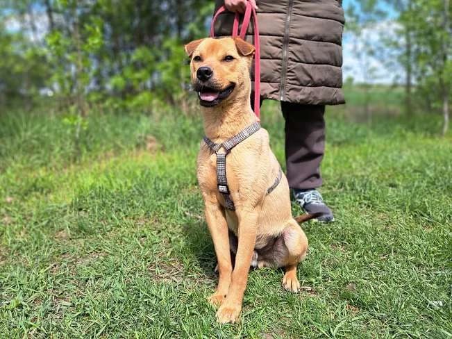 BARNUS, male young Mixed Breed for adoption at Pfotenretter Ungarn, Pfotenretter