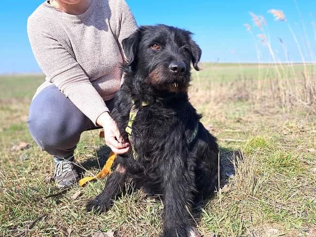 BOWIE, male Mixed Breed for adoption at Pfotenretter Ungarn, Pfotenretter