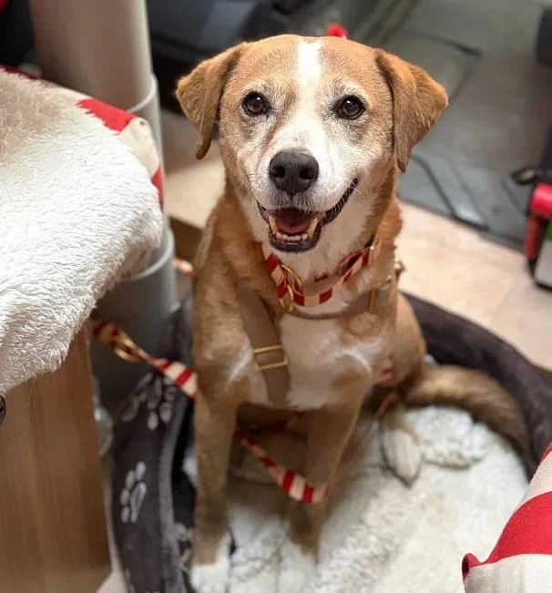 BROWNI, female senior Mixed Breed for adoption at Pfotenretter Ungarn, Pfotenretter