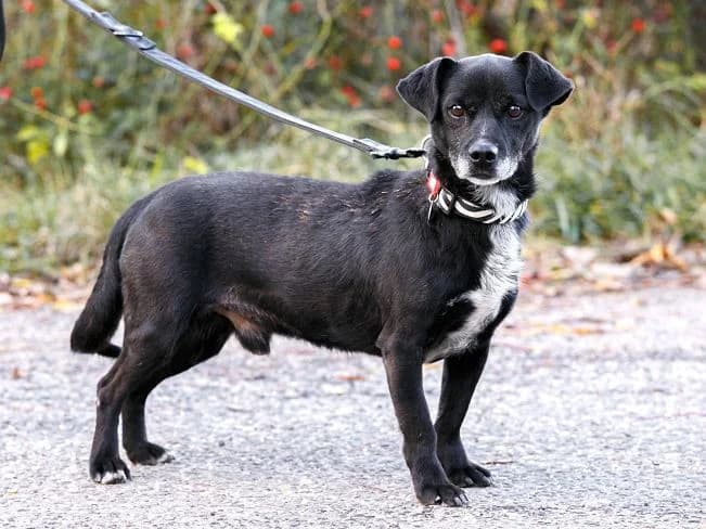 CARTER, male Mixed Breed for adoption at Pfotenretter Ungarn, Pfotenretter