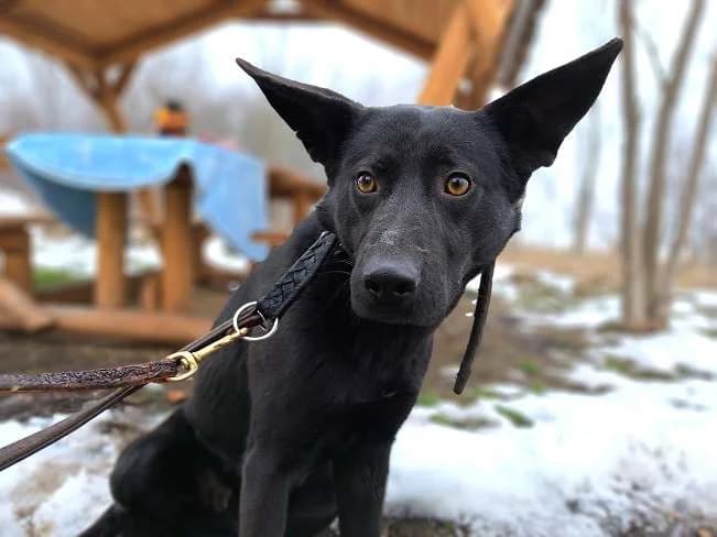 CASPER, male Mixed Breed for adoption at Pfotenretter Ungarn, Pfotenretter
