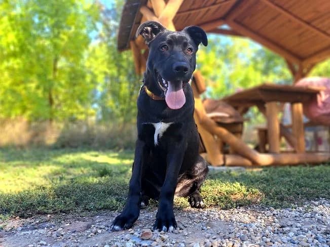 CHARLIE, male Mixed Breed for adoption at Pfotenretter Ungarn, Pfotenretter