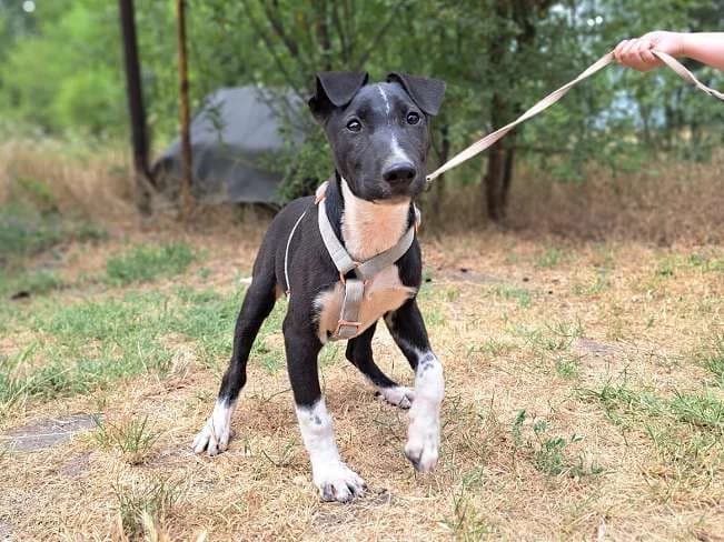 CHAVY, puppy Mixed Breed for adoption at Pfotenretter Ungarn, Pfotenretter