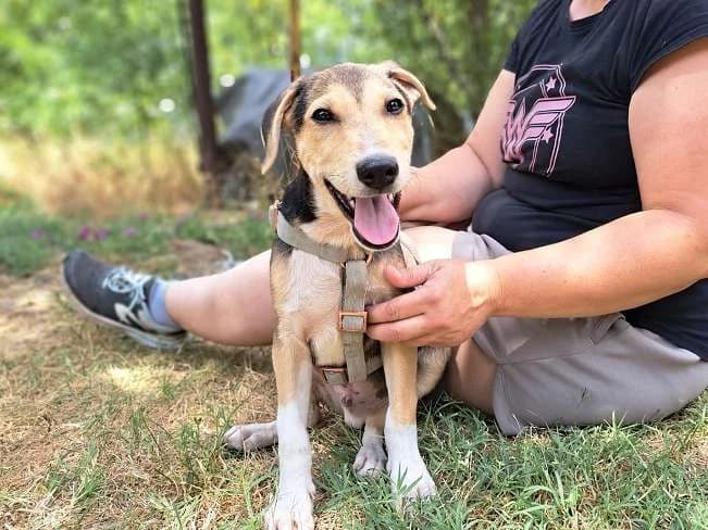 CHESTER, puppy Mixed Breed for adoption at Pfotenretter Ungarn, Pfotenretter