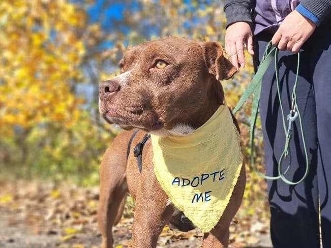 CHOCCO, male Mixed Breed for adoption at Pfotenretter Ungarn, Pfotenretter