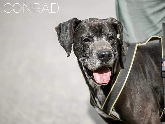 CONRAD, male mixed breed for adoption at Pfotenretter Ungarn, Pfotenretter