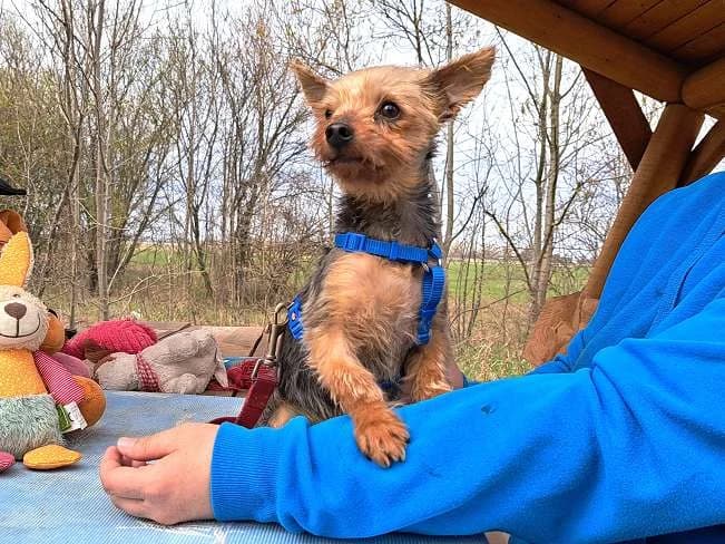 CYRILL, male mixed breed for adoption at Pfotenretter Ungarn, Pfotenretter