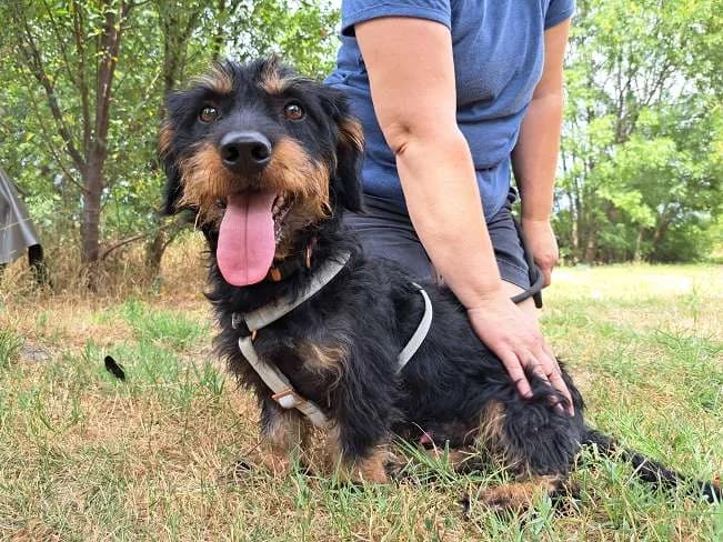 DARGO, male young mixed breed for adoption at Pfotenretter Ungarn, Pfotenretter