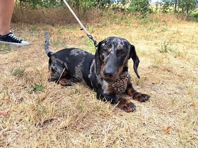 EDDIE MURPHY, merle male young mixed breed for adoption at Pfotenretter Ungarn, Pfotenretter