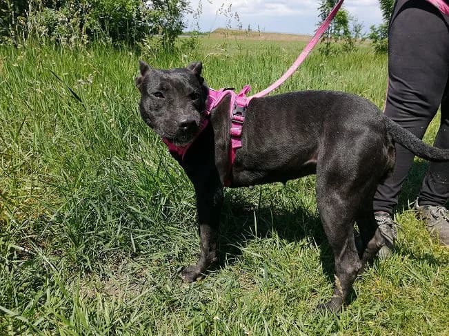 ELLA, female Mixed Breed for adoption at Pfotenretter Ungarn, Pfotenretter
