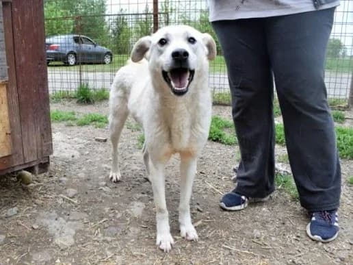 FERRO, female senior Mixed Breed for adoption at Pfotenretter Ungarn, Pfotenretter