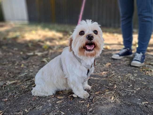 FLEUR, female 4yo Mixed Breed for adoption at Pfotenretter Ungarn, Pfotenretter
