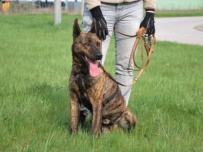 FOLTOS, male 5yo Mixed Breed for adoption at Pfotenretter Ungarn, Pfotenretter