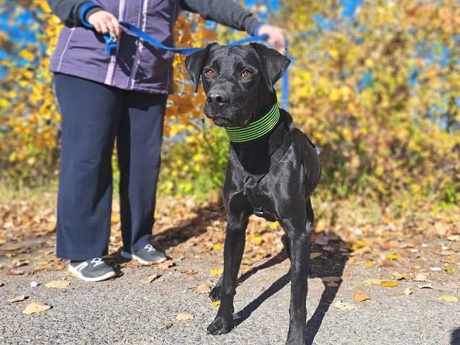 HERCEG, male Mixed Breed for adoption at Pfotenretter Ungarn, Pfotenretter