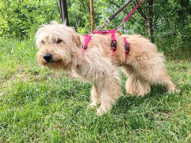 IZABELL, female young Mixed Breed for adoption at Pfotenretter Ungarn, Pfotenretter
