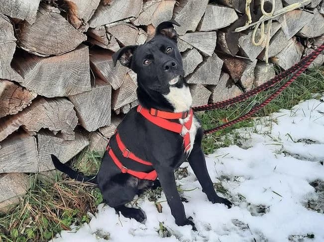 JERRY, male Mixed Breed for adoption at Pfotenretter Ungarn, Pfotenretter