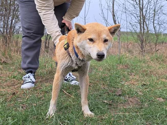 KENAI, male mixed breed for adoption at Pfotenretter Ungarn, Pfotenretter