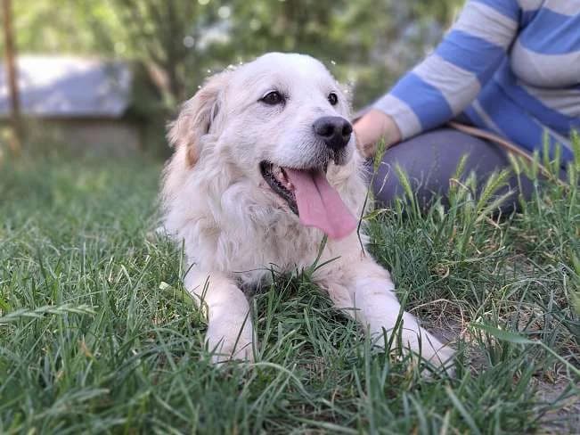 KIFLI, male senior Mixed Breed for adoption at Pfotenretter Ungarn, Pfotenretter