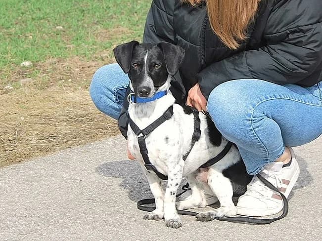 KONY, male Mixed Breed for adoption at Pfotenretter Ungarn, Pfotenretter