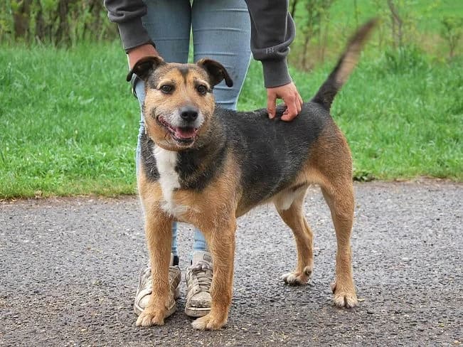LEON, senior Mixed Breed for adoption at Pfotenretter Ungarn, Pfotenretter