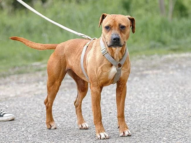 LINA, female Mixed Breed for adoption at Pfotenretter Ungarn, Pfotenretter