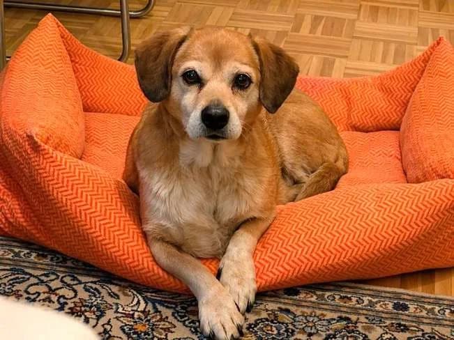 LITTLE CHARLIE, male senior mixed breed for adoption at Pfotenretter Ungarn, Pfotenretter