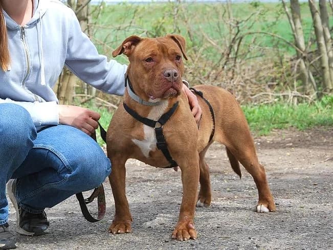 LOTTI, female Mixed Breed for adoption at Pfotenretter Ungarn, Pfotenretter
