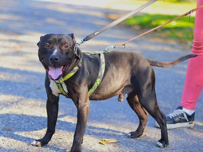 LUCA, male Mixed Breed for adoption at Pfotenretter Ungarn, Pfotenretter