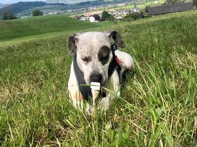 LUZ (ehem. Lady), female Mixed Breed for adoption at Pfotenretter Ungarn, Pfotenretter