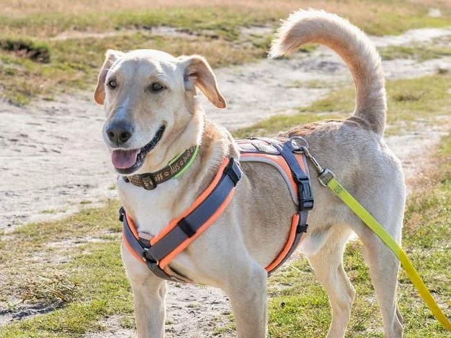 MANO, male Mixed Breed for adoption at Pfotenretter Ungarn, Pfotenretter