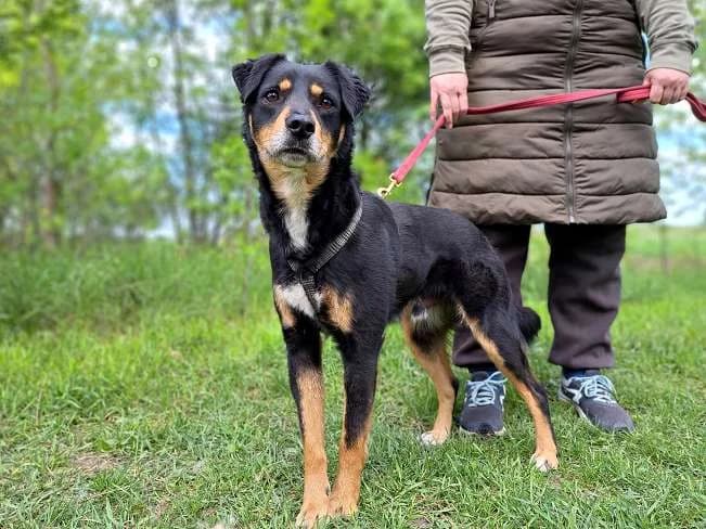 MARTIN, male 3yo Mixed Breed for adoption at Pfotenretter Ungarn, Pfotenretter