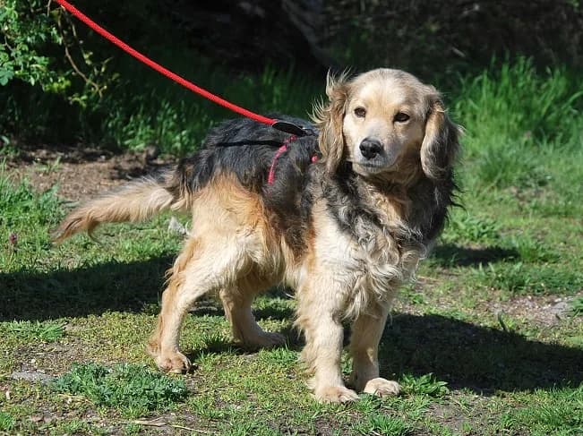 MBAPPÉ, male Mixed Breed for adoption at Pfotenretter Ungarn, Pfotenretter