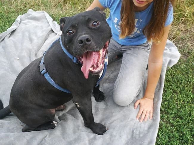 NELSON, male Mixed Breed for adoption at Pfotenretter Ungarn, Pfotenretter