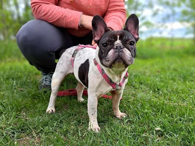 NINA, female mixed breed for adoption at Pfotenretter Ungarn, Pfotenretter