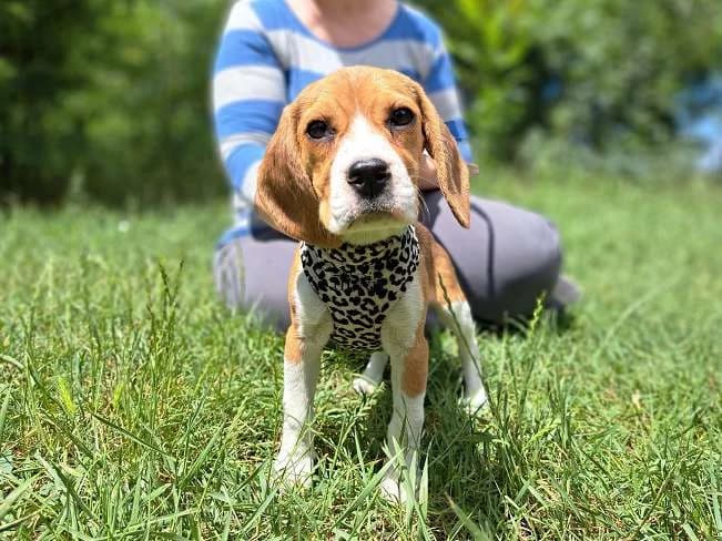 NOVA, female puppy mixed breed for adoption at Pfotenretter Ungarn, Pfotenretter