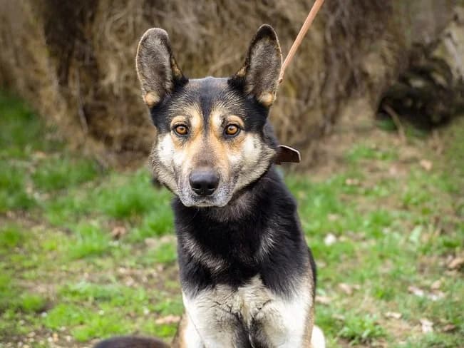 ORNI, male Mixed Breed for adoption at Pfotenretter Ungarn, Pfotenretter