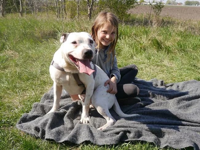 PABLO, male Mixed Breed for adoption at Pfotenretter Ungarn, Pfotenretter