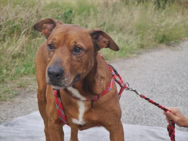 PICUR, male Mixed Breed for adoption at Pfotenretter Ungarn, Pfotenretter