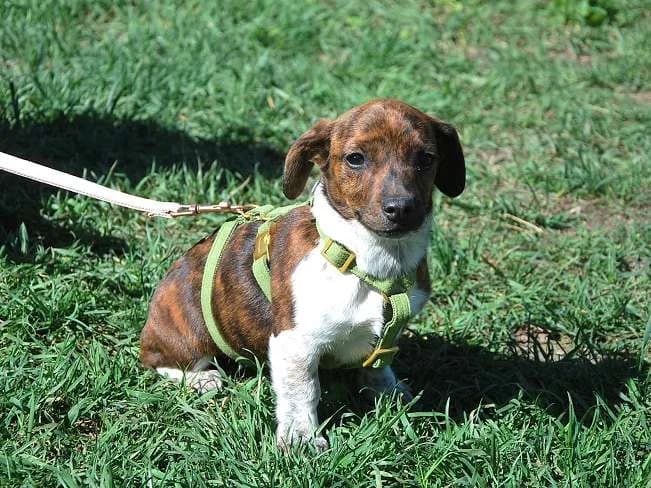 POLA, female Mixed Breed for adoption at Pfotenretter Ungarn, Pfotenretter