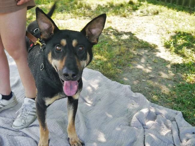 REXY, male Mixed Breed for adoption at Pfotenretter Ungarn, Pfotenretter